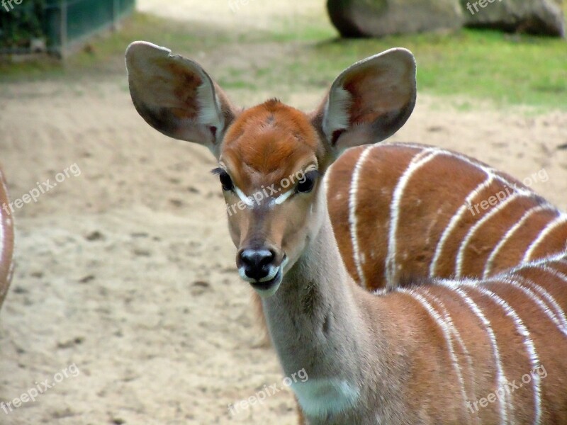 Antelope Small Kudu Kudu Tragelaphus Inberbis Free Photos