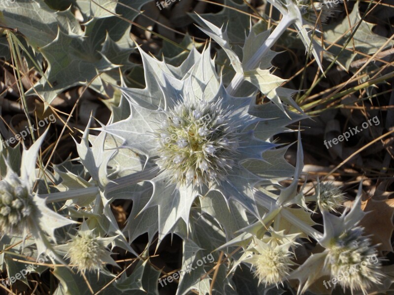 Holly Thistle Dune Vegetation Plant Prickly