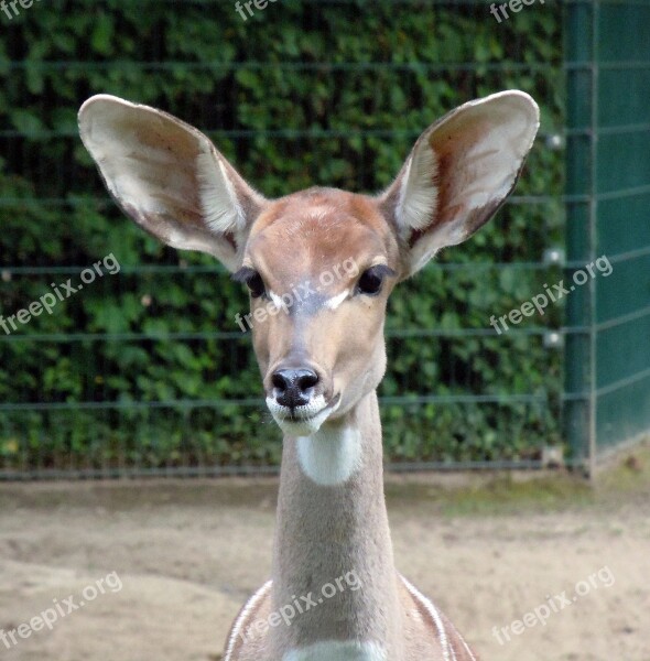 Antelope Small Kudu Wild Animal Kudu Tragelaphus Inberbis