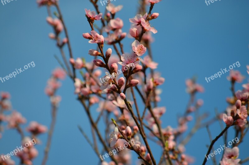 Peach Flowers Spring Pink Free Photos