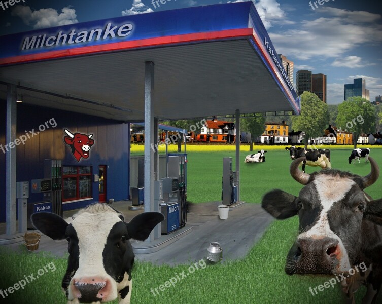 Milk Petrol Stations Cows Humor Funny