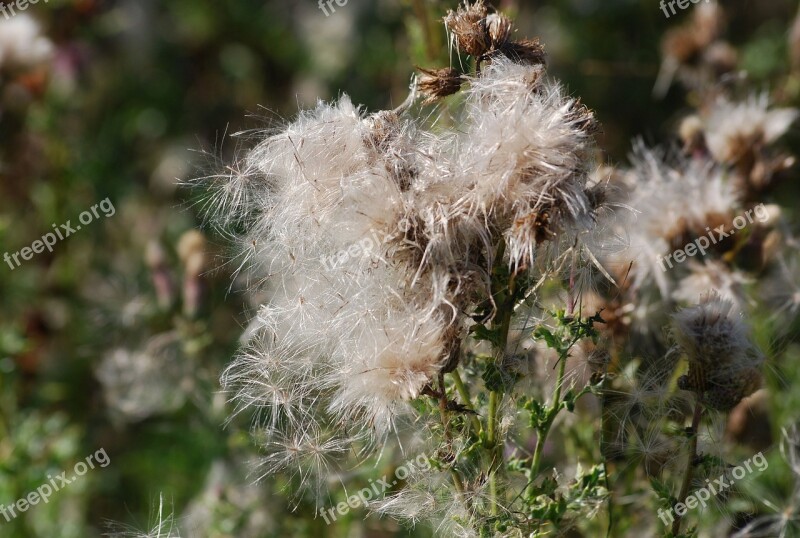 Thistle Seeds Thistledown Plant Nature