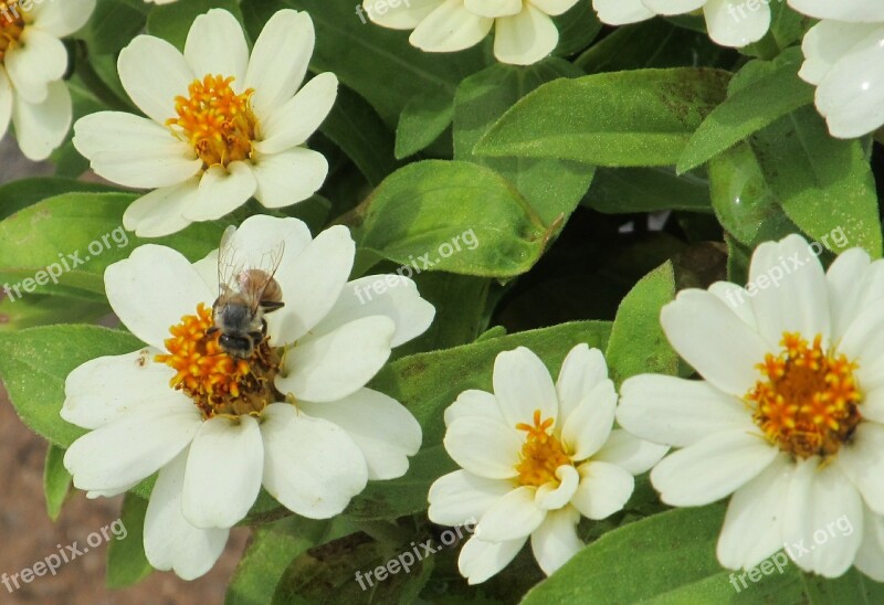 Bee White Flower Petals Pollen White