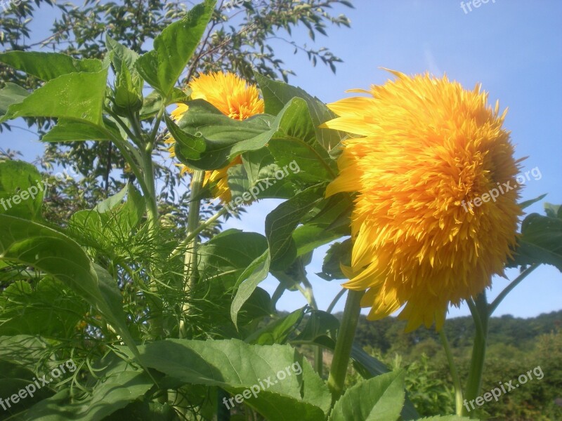 Sunflower Flowers Flower Nature Yellow