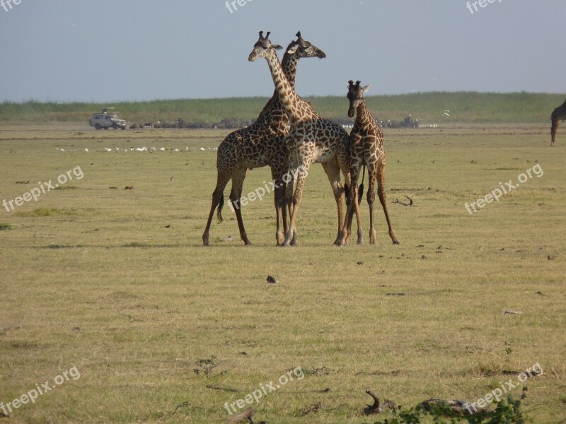 Giraffes Savannah Africa Safari National Park