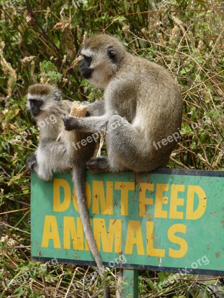 Monkey Young Animal Africa Feed Sit