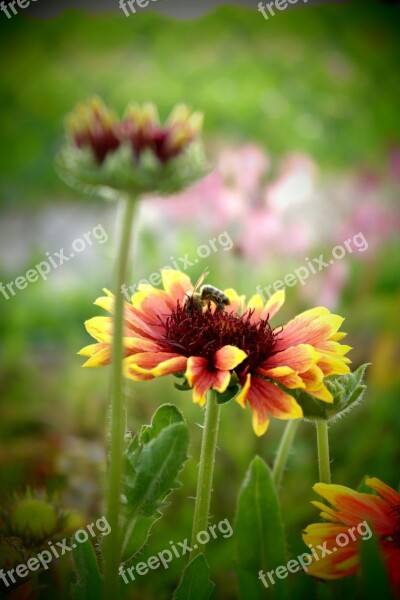 Flower Process Pollination Colors Bee