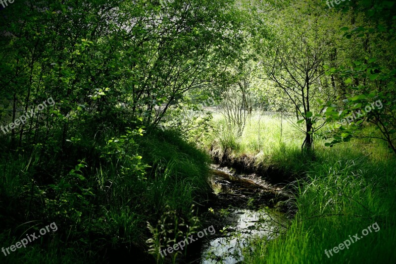 Bourn Green Landscape Trees Summer