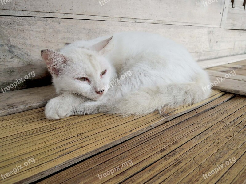 Cat White Stray Cat Free Photos