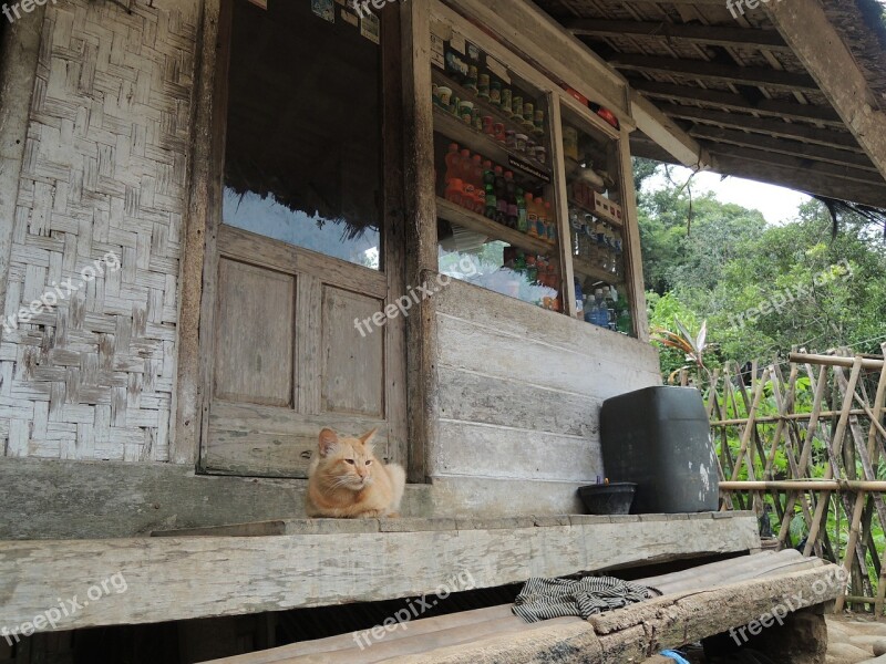 Indonesia Cat Countryside Peaceful Veranda