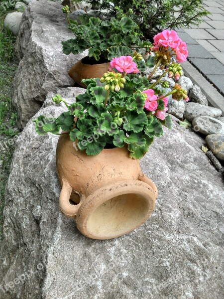 Flower Geranium Ornamental Plant Plant Krug