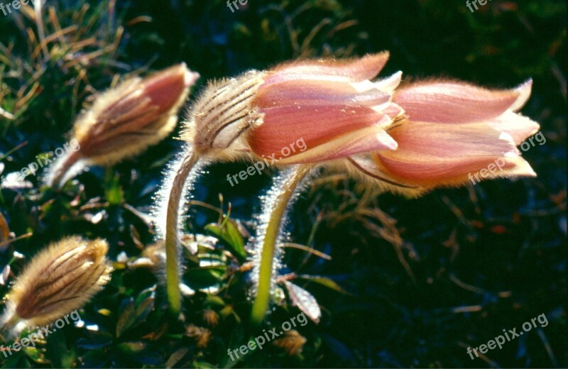 Pasque Flower Flower Plant Free Photos