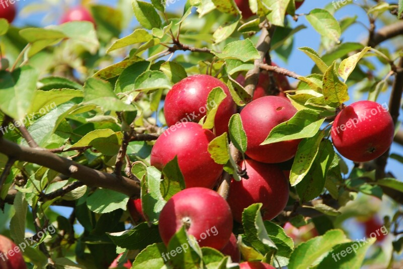 Apple Tree Apple Orchard Free Photos