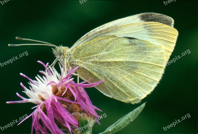 White Butterfly Knapweed Free Photos