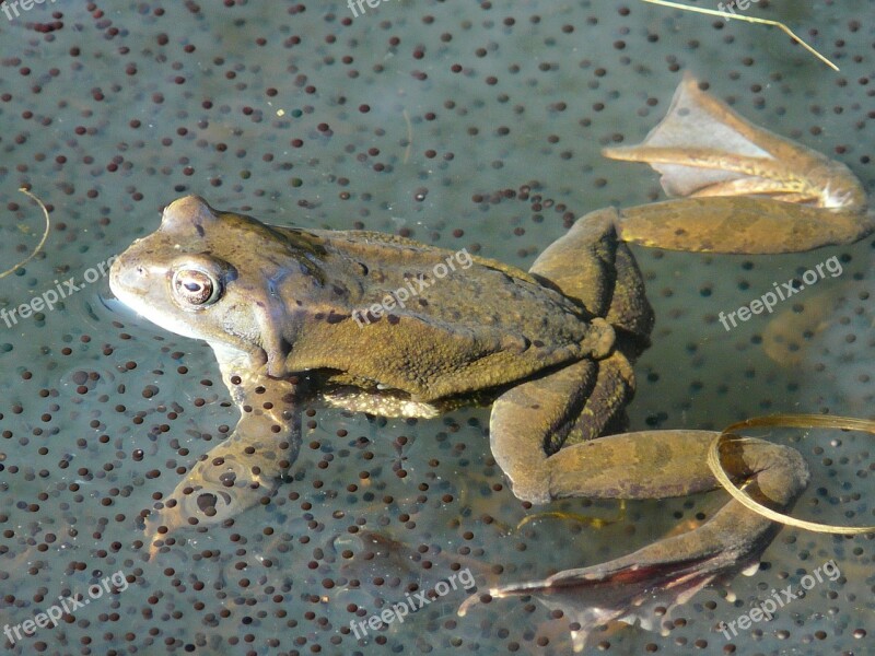 Frog Frog Spawn Spawn Animal Free Photos