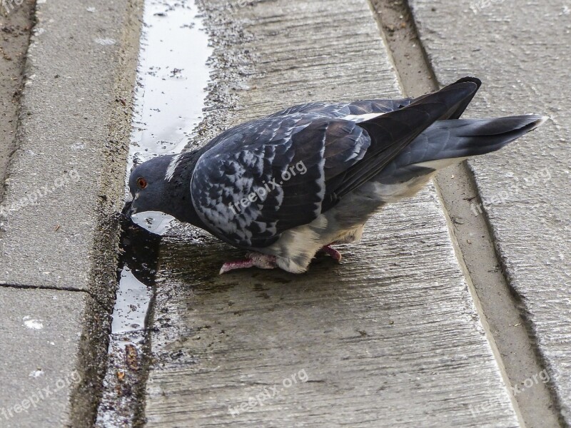 Drinking Pigeon Dove Bird Feathered