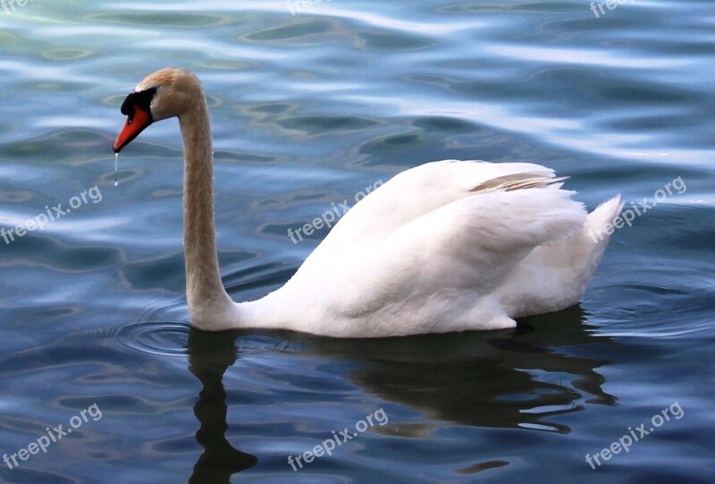 Mute Swan Swan Elegant Bill Plumage