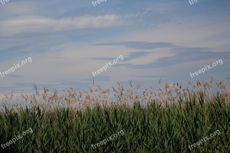 Lakeside Reed Afternoon Atmosphere Sky