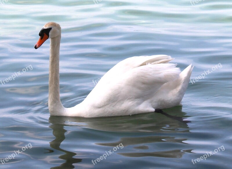 Mute Swan Swan Plumage Foot Elegant