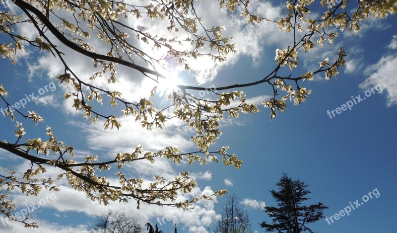 Cherry Blossom Pure Blue Sky Vancouver White Cloud