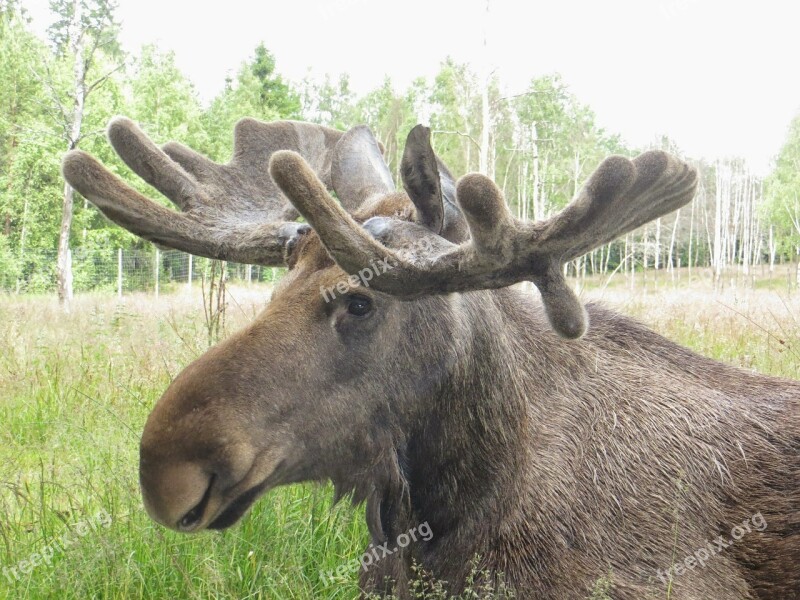 Moose Sweden Antler Animal Free Photos