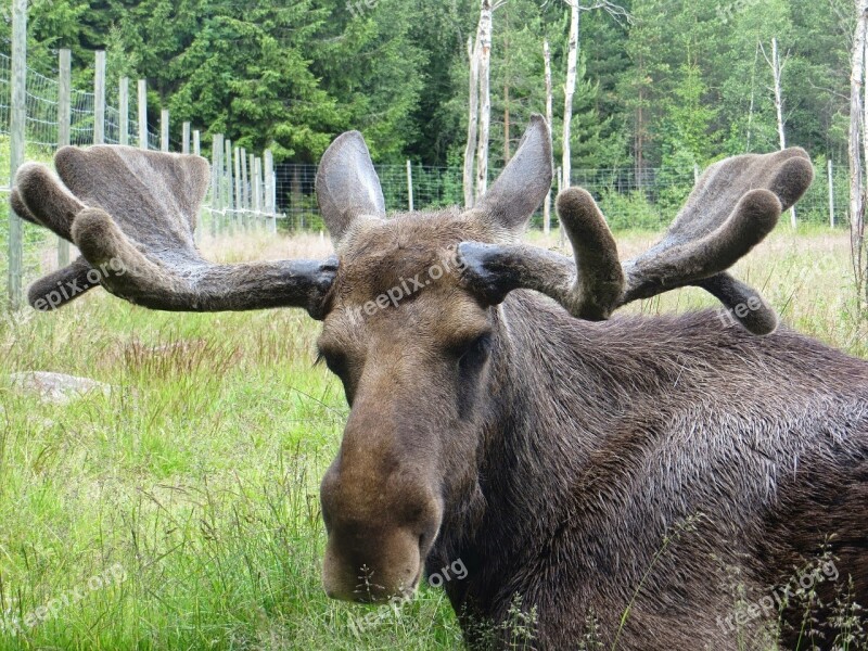 Moose Sweden Antler Animal Free Photos