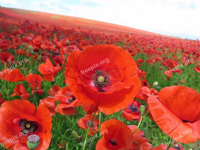 Poppy Klatschmohn Red Bloom Flowers