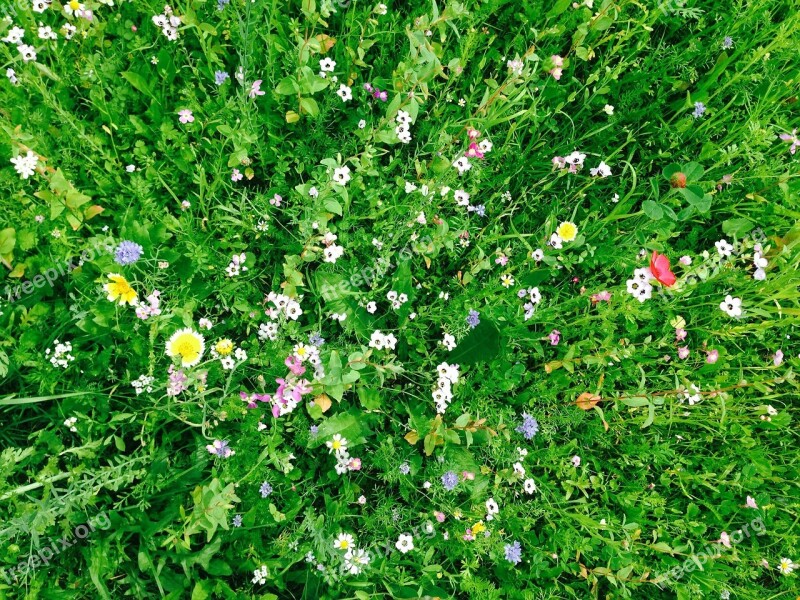 Field Meadow Green Landscape Nature