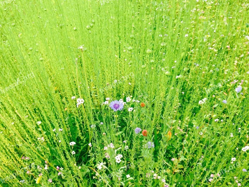 Field Meadow Green Landscape Nature