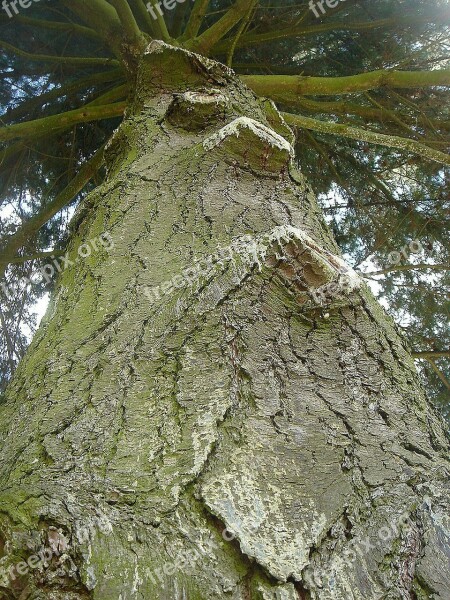 Tree Height Wood Old Crown