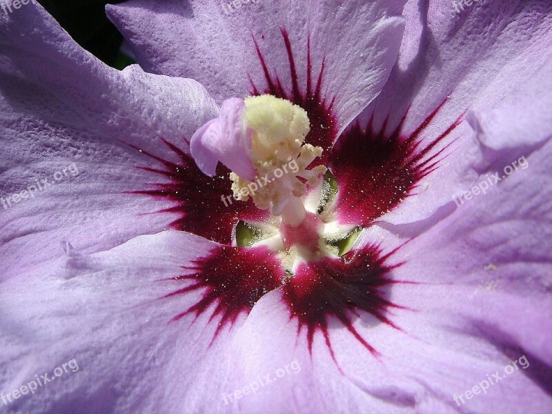 Hibiscus Flower Pistil Purple Free Photos