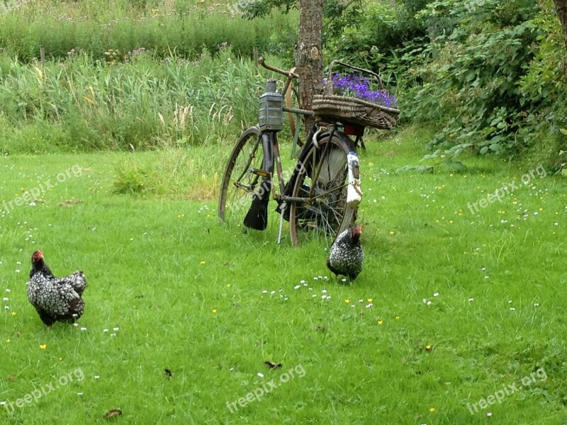 Bicycle Garden Chicken Outdoor Decoration