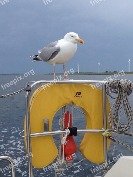 Seagull Bird Water Sailboat Free Photos