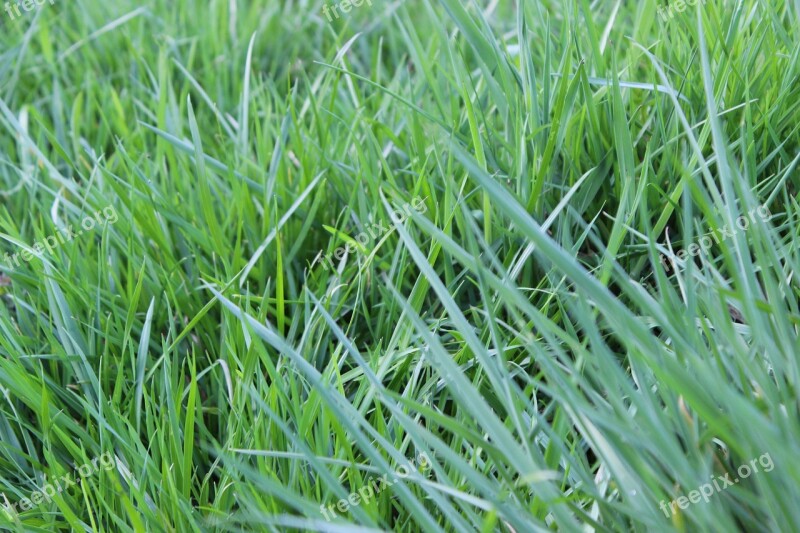 Blades Of Grass Meadow Pasture Nature Rush