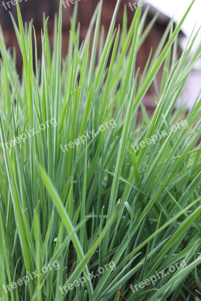 Blades Of Grass Meadow Pasture Nature Rush