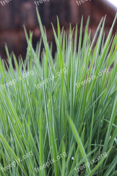 Blades Of Grass Meadow Pasture Nature Rush