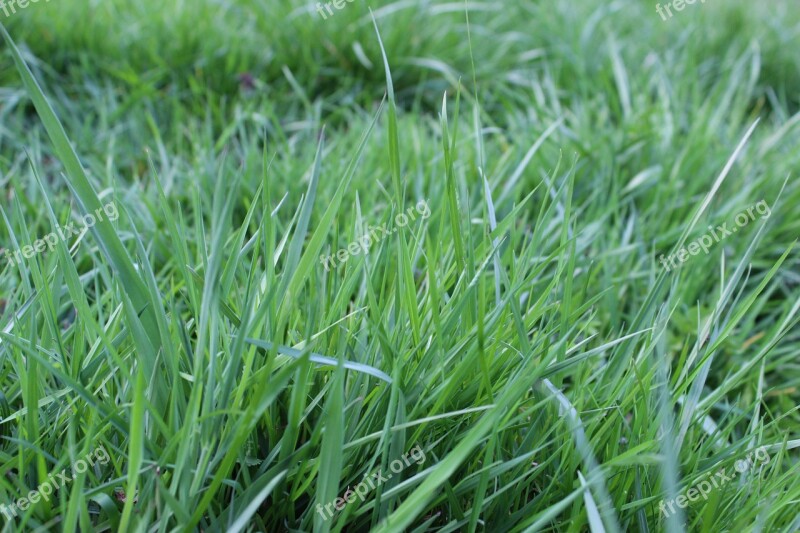 Blades Of Grass Meadow Pasture Nature Rush