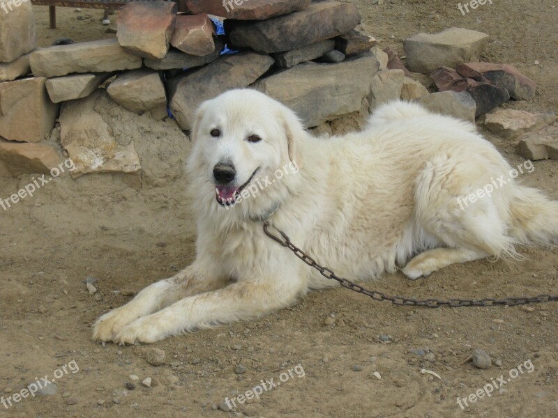 Maremma Sheepdog Sheepdog Dog Pet Animal