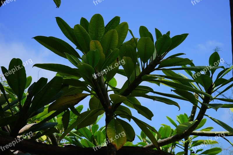 Leaves Tree Green Frangipani Plumeria