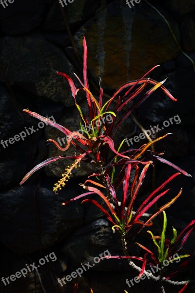 Croton Plant Tropical Exotic Codiaeum Variegatum