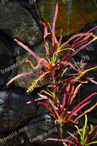 Croton Plant Tropical Exotic Codiaeum Variegatum