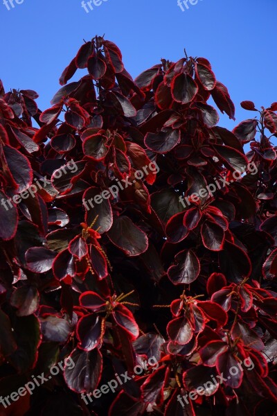 Leaves Wine Red Purple Bush Red