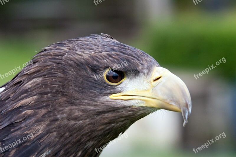 Bird Of Prey Predator Wildlife Head Raptor