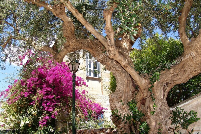 Hellas Kardamili Mediterranean Old Tree Free Photos