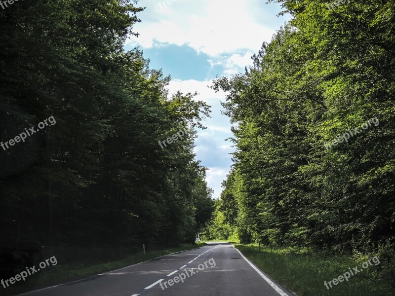 Way Forest Tree Green The Road In The Forest