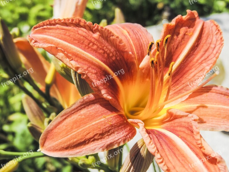 Lily Spring Flower Pollen Plant