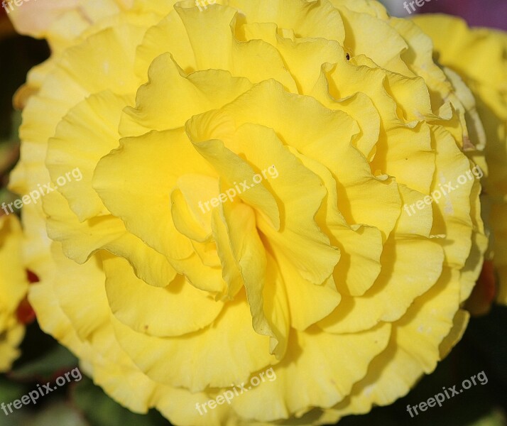 Begonia Yellow Bedding Plant Balcony Plant Ornamental Plant