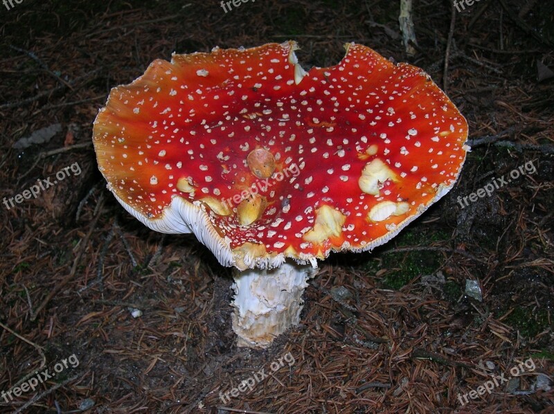 Fly Agaric Toadstool Sponge Mushroom Toxic Red