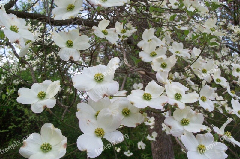 Dogwood Blossoms Spring Flower White Free Photos