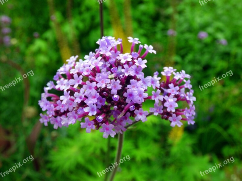 Argentine Vervain Blossom Bloom Verbena Flower